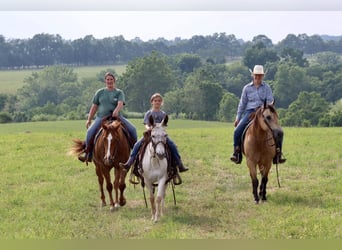 Mule, Gelding, 13 years, Chestnut