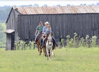 Mule, Gelding, 13 years, Chestnut