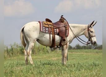 Mule, Gelding, 13 years, Chestnut