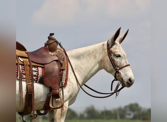 Mule, Gelding, 13 years, Chestnut