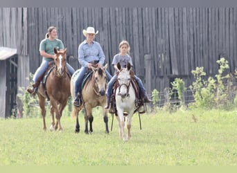 Mule, Gelding, 13 years, Chestnut