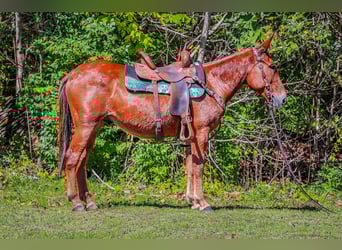 Mule, Gelding, 13 years, Chestnut