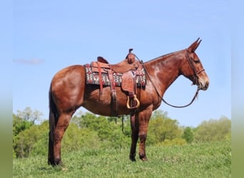 Mule, Gelding, 13 years, Dun