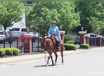 Mule, Gelding, 13 years, Dun