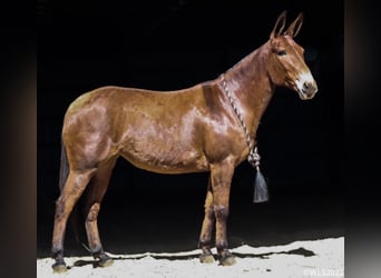 Mule, Gelding, 13 years, Dun