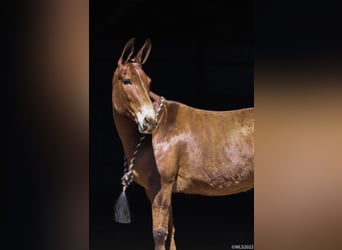 Mule, Gelding, 13 years, Dun