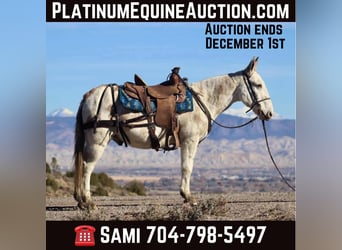 Mule, Gelding, 13 years, Tobiano-all-colors