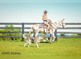 Mule, Gelding, 13 years