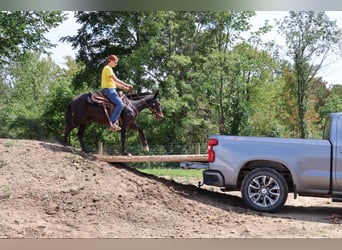 Mule, Gelding, 14 years, 13,1 hh, Black