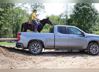 Mule, Gelding, 14 years, 13,1 hh, Black