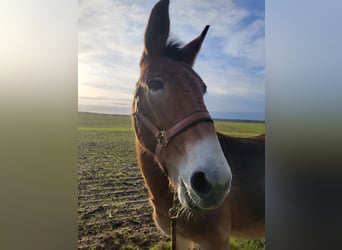 Mule, Gelding, 14 years, 13,3 hh, Brown-Light
