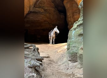 Mule, Gelding, 14 years, 14.1 hh, Grey