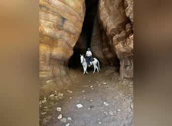 Mule, Gelding, 14 years, 14.1 hh, Grey