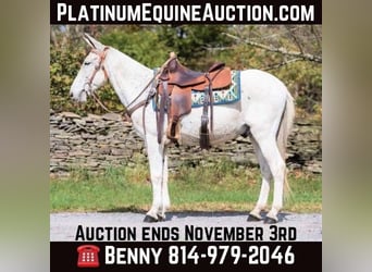 Mule, Gelding, 14 years, 14.1 hh, Grey