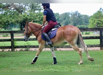 Mule, Gelding, 14 years, 14,1 hh, Sorrel