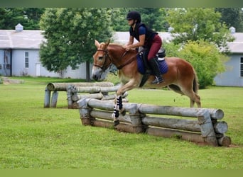 Mule, Gelding, 14 years, 14,1 hh, Sorrel