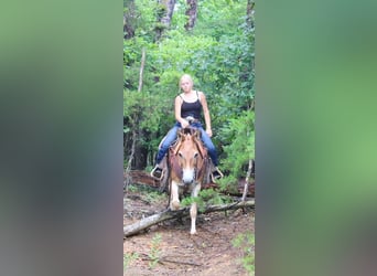 Mule, Gelding, 14 years, 14,1 hh, Sorrel