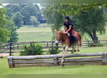 Mule, Gelding, 14 years, 14,1 hh, Sorrel