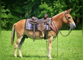 Mule, Gelding, 14 years, 14,1 hh, Sorrel