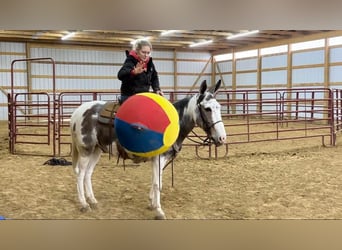 Mule, Gelding, 14 years, 14.1 hh, Tobiano-all-colors