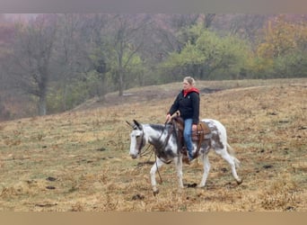 Mule, Gelding, 14 years, 14.1 hh, Tobiano-all-colors