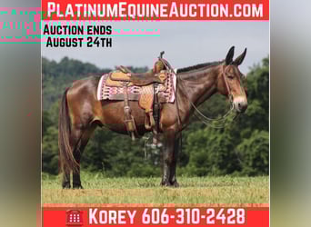 Mule, Gelding, 14 years, 14.2 hh, Bay