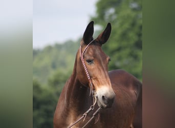 Mule, Gelding, 14 years, 14.2 hh, Bay