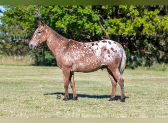 Mule, Gelding, 14 years, 14.2 hh, Bay