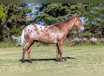 Mule, Gelding, 14 years, 14.2 hh, Bay