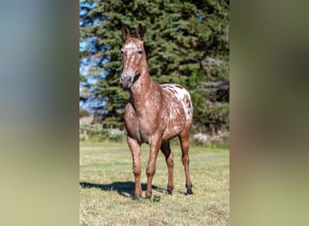 Mule, Gelding, 14 years, 14.2 hh, Bay