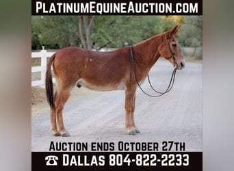 Mule, Gelding, 14 years, 14 hh, Chestnut