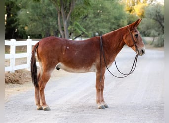 Mule, Gelding, 14 years, 14 hh, Chestnut