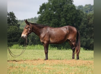 Mule, Gelding, 14 years, 14,2 hh, Bay