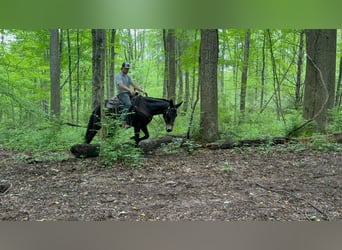 Mule, Gelding, 14 years, 15.1 hh, Black