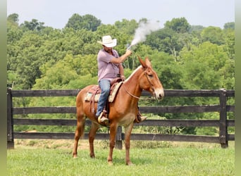 Mule, Gelding, 14 years, 15,1 hh, Sorrel