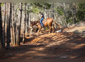 Mule, Gelding, 14 years, 15,1 hh, Sorrel