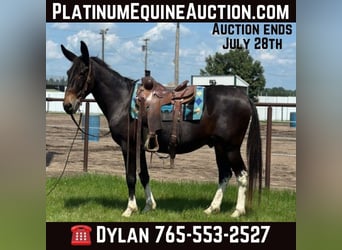 Mule, Gelding, 14 years, 15.2 hh, Black