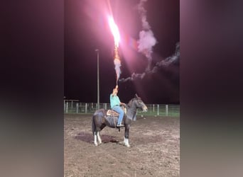 Mule, Gelding, 14 years, 15.2 hh, Black