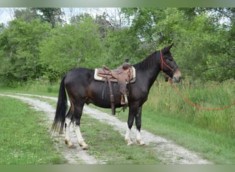 Mule, Gelding, 14 years, 15.2 hh, Black