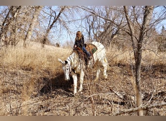 Mule, Gelding, 14 years, 15,2 hh, Gray