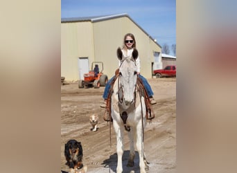 Mule, Gelding, 14 years, 15,2 hh, Gray