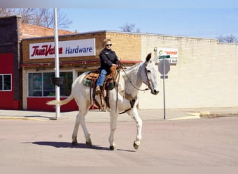 Mule, Gelding, 14 years, 15,2 hh, Gray