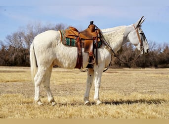 Mule, Gelding, 14 years, 15,2 hh, Gray