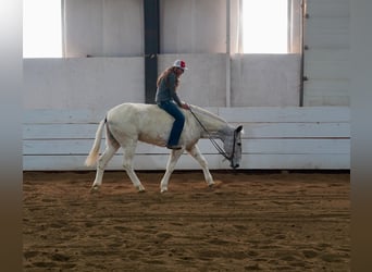 Mule, Gelding, 14 years, 15,2 hh, Gray