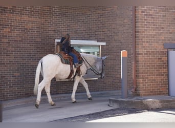 Mule, Gelding, 14 years, 15,2 hh, Gray