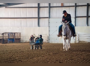 Mule, Gelding, 14 years, 15,2 hh, Gray