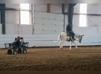 Mule, Gelding, 14 years, 15,2 hh, Gray