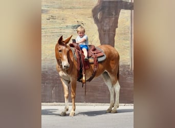 Mule, Gelding, 14 years, 15 hh, Chestnut