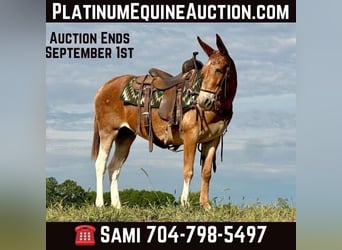 Mule, Gelding, 14 years, 15 hh, Chestnut