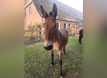 Mule, Gelding, 14 years, 15,2 hh, Brown